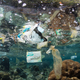 Discarded plastic bags and other trash float above a shallow coral reef in Raja Ampat, Indonesia.